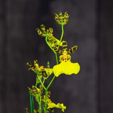 Орхидея Камбрия желтая &mdash; Luxury Plants