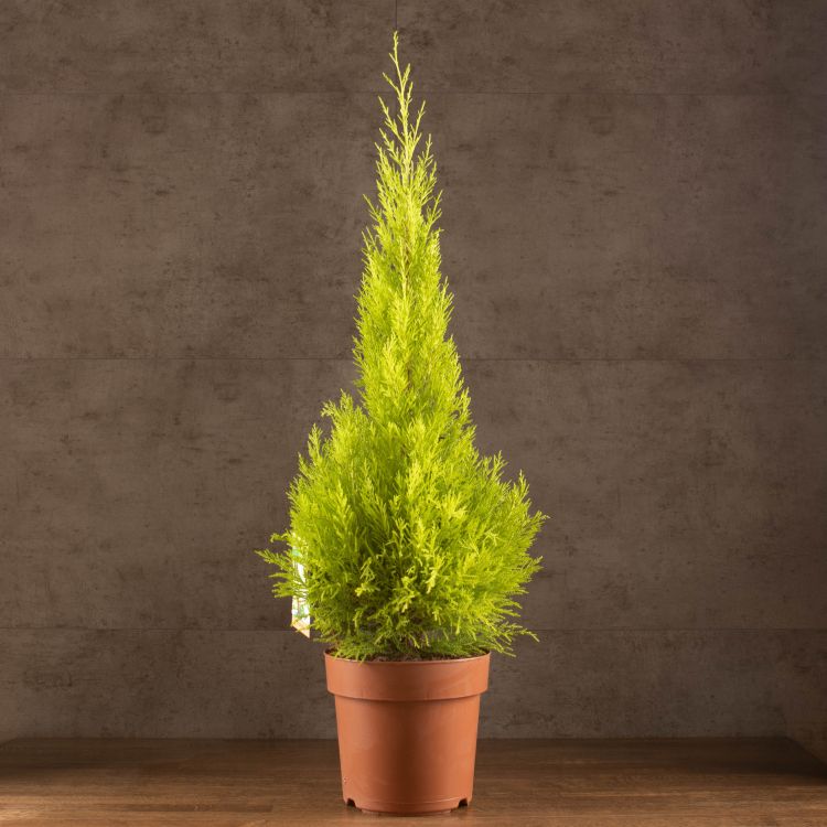 Кипарисовик Голдкрест Вилма 90/21 фото 1 &mdash; Luxury Plants