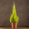 Кипарисовик Голдкрест Вилма 90/21 фото 1 &mdash; Luxury Plants