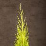 Кипарисовик Голдкрест Вилма 90/21 фото 2 &mdash; Luxury Plants