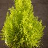 Кипарисовик Голдкрест Вилма 90/21 фото 3 &mdash; Luxury Plants