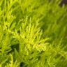 Кипарисовик Голдкрест Вилма 90/21 фото 4 &mdash; Luxury Plants