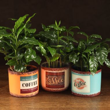 Кофе арабика в кружке 20/10 микс &mdash; Luxury Plants
