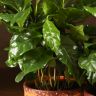 Кофе арабика в кружке 20/10 микс фото 5 &mdash; Luxury Plants