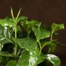 Кофе арабика в кружке 20/10 микс фото 3 &mdash; Luxury Plants
