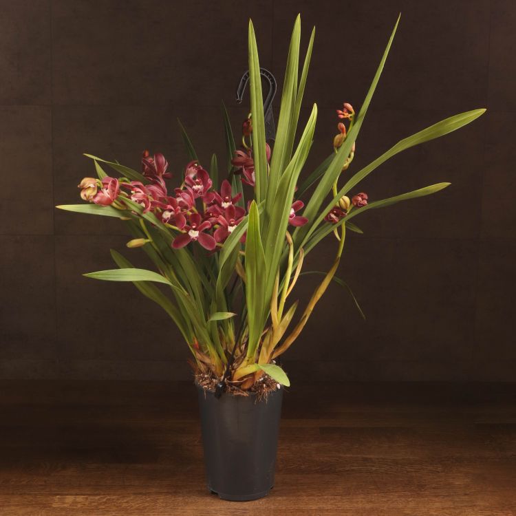 Орхидея Цимбидиум Д14 бордовая подвесная фото 1 &mdash; Luxury Plants