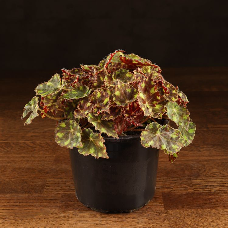 Бегония Тигровая 20/12 фото 1 &mdash; Luxury Plants