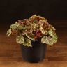 Бегония Тигровая 20/12 фото 1 &mdash; Luxury Plants
