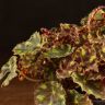 Бегония Тигровая 20/12 фото 2 &mdash; Luxury Plants