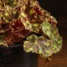 Бегония Тигровая 20/12 фото 3 &mdash; Luxury Plants