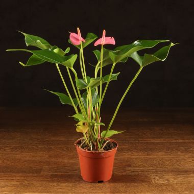 Антуриум Андрианум розовый D9 &mdash; Luxury Plants