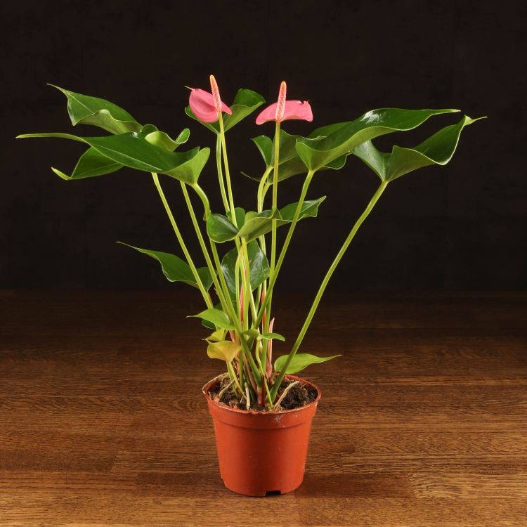 Антуриум Андрианум розовый D9 фото 1 &mdash; Luxury Plants