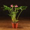 Антуриум Андрианум розовый D9 фото 1 &mdash; Luxury Plants