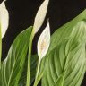 Спатифиллум Свит Лауретта 80/19 фото 4 &mdash; Luxury Plants