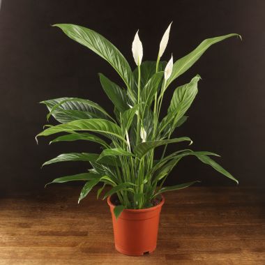 Спатифиллум Свит Лауретта 80/19 &mdash; Luxury Plants