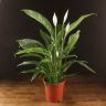 Спатифиллум Свит Лауретта 80/19 фото 1 &mdash; Luxury Plants