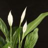 Спатифиллум Свит Лауретта 80/19 фото 2 &mdash; Luxury Plants