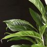 Спатифиллум Свит Лауретта 80/19 фото 5 &mdash; Luxury Plants