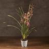 Орхидея Цимбидиум бордово-бежевая D14 фото 2 &mdash; Luxury Plants
