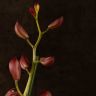 Орхидея Цимбидиум бордово-бежевая D14 фото 4 &mdash; Luxury Plants