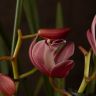 Орхидея Цимбидиум бордово-бежевая D14 фото 5 &mdash; Luxury Plants