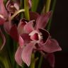 Орхидея Цимбидиум бордово-бежевая D14 фото 3 &mdash; Luxury Plants