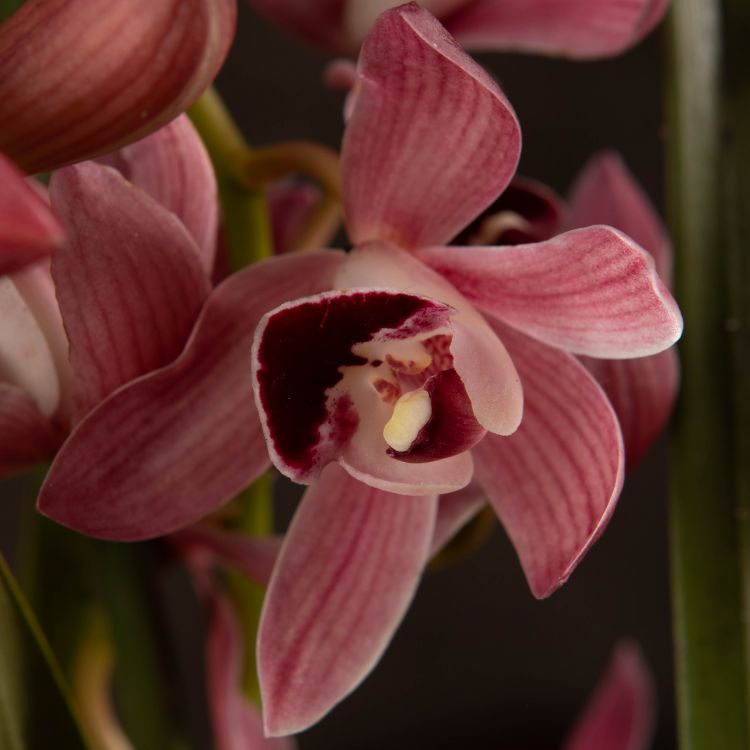 Орхидея Цимбидиум бордово-бежевая D14 фото 1 &mdash; Luxury Plants