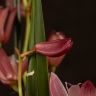 Орхидея Цимбидиум бордово-бежевая D14 фото 6 &mdash; Luxury Plants