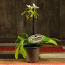 Орхидея Пафиопедилум Замечательный бело-зеленая D9 фото 2 &mdash; Luxury Plants