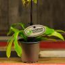 Орхидея Пафиопедилум Замечательный бело-зеленая D9 фото 4 &mdash; Luxury Plants