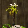 Орхидея Пафиопедилум Замечательный бело-зеленая D9 фото 3 &mdash; Luxury Plants