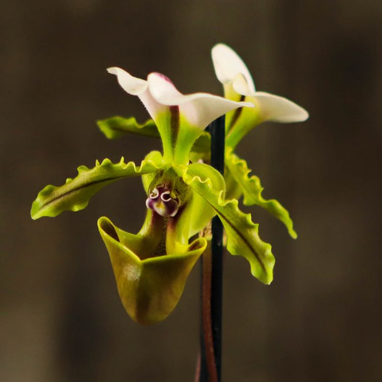 Орхидея Пафиопедилум Замечательный бело-зеленая D9 фото 1 &mdash; Luxury Plants