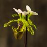 Орхидея Пафиопедилум Замечательный бело-зеленая D9 фото 1 &mdash; Luxury Plants
