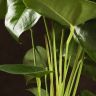 Антуриум Роял Чемпион Красный D12 фото 4 &mdash; Luxury Plants