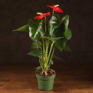 Антуриум Роял Чемпион Красный D12 &mdash; Luxury Plants