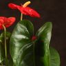 Антуриум Роял Чемпион Красный D12 фото 2 &mdash; Luxury Plants