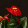 Антуриум Роял Чемпион Красный D12 фото 3 &mdash; Luxury Plants