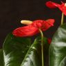 Антуриум Роял Чемпион Красный D12 фото 5 &mdash; Luxury Plants