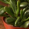 Крассула Хоббит 25/12 фото 4 &mdash; Luxury Plants