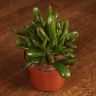 Крассула Хоббит 25/12 фото 5 &mdash; Luxury Plants