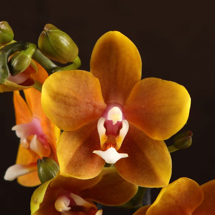 Орхидея Фаленопсис Мультифлора Юник Оранж 2ст (арома) фото 1 &mdash; Luxury Plants