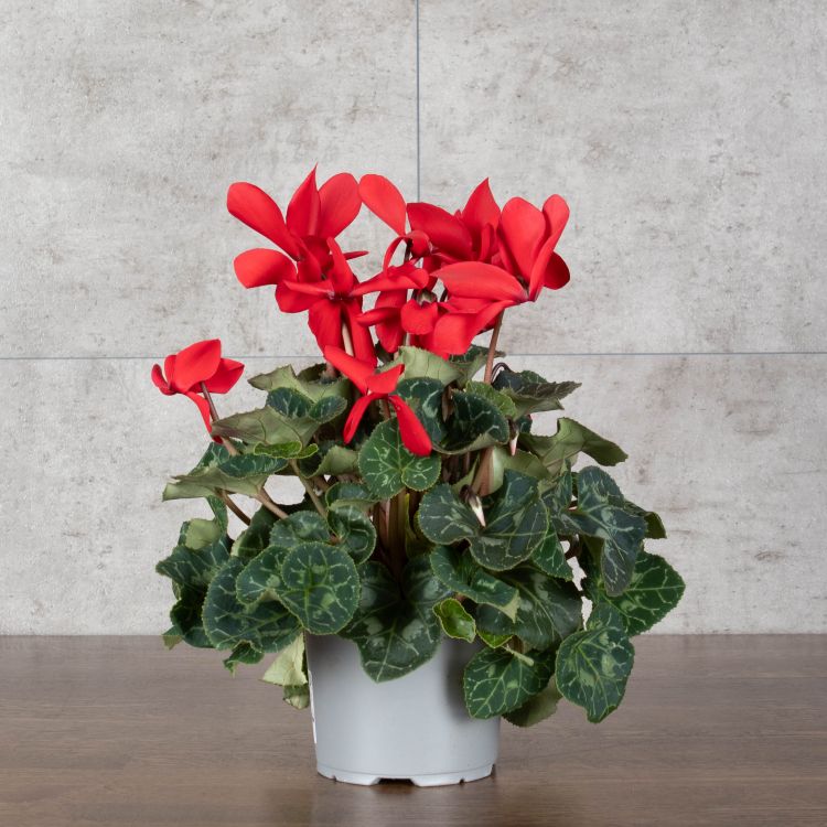 Цикламен красный 25/12 фото 1 &mdash; Luxury Plants