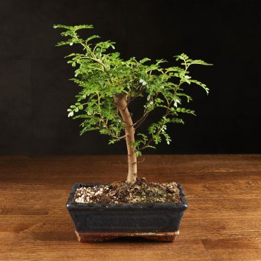Бонсай Зантоксилум 30 см &mdash; Luxury Plants