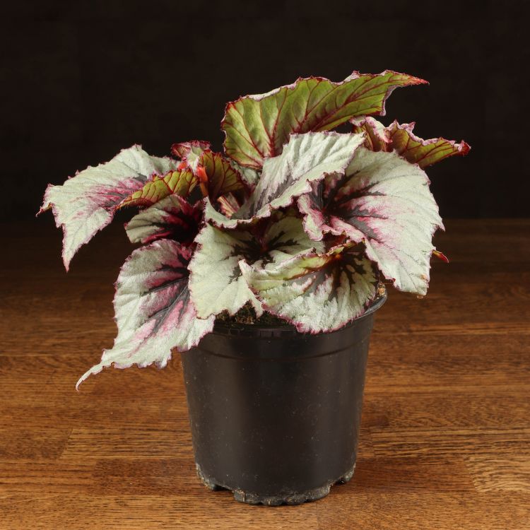 Бегония Рекс Ивнинг 20/12 фото 1 &mdash; Luxury Plants