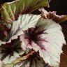 Бегония Рекс Ивнинг 20/12 фото 3 &mdash; Luxury Plants