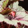 Бегония Рекс Ивнинг 20/12 фото 4 &mdash; Luxury Plants