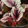Бегония Рекс Ивнинг 20/12 фото 5 &mdash; Luxury Plants