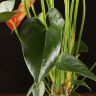 Антуриум Андрианум коралловый D14 фото 3 &mdash; Luxury Plants