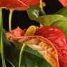 Антуриум Андрианум коралловый D14 фото 2 &mdash; Luxury Plants