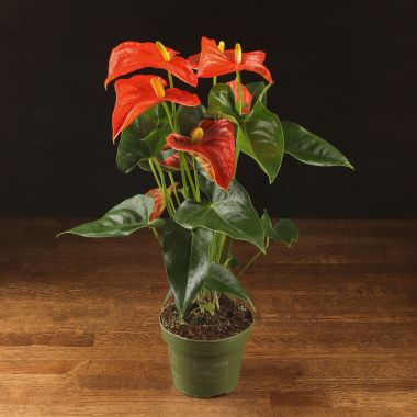 Антуриум Андрианум коралловый D14 &mdash; Luxury Plants
